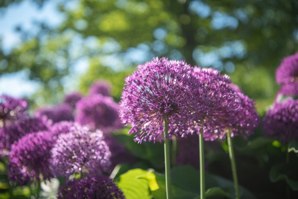 blommor